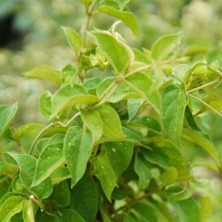 Fórmula natural y segura